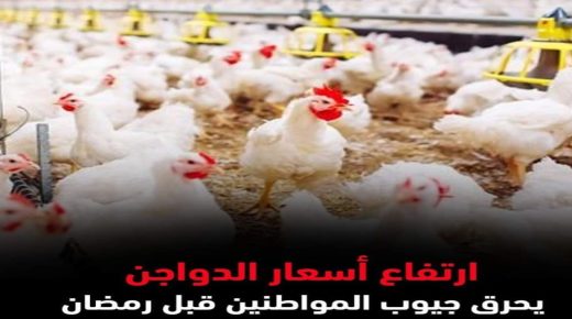 متى ستنخفض اسعار الدجاج؟