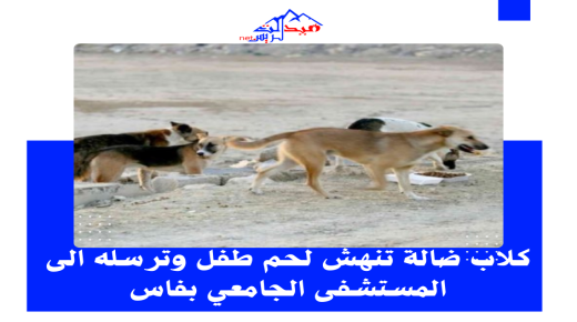 كلاب ضالة تهاجم طفلا وتنهشه على مستوى الوجه ضواحي تنجداد