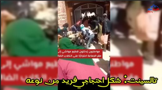 تالسينت :شكل احتجاجي غير مسبوق… مواطنون يُدخلون مواشيهم إلى مقر الجماعة